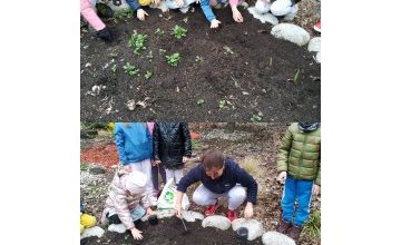 Biedronki w przedszkolnym ogrodzie.