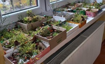 Las w pudełku. Grupa Pszczółki.