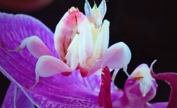 Akademia Małego Naukowca- Owady