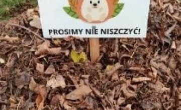 A w ogrodzie Jeżyk śpi. Grupa Biedronki