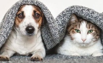 ZBIÓRKA DLA SCHRONISKA
W SOSNOWCU